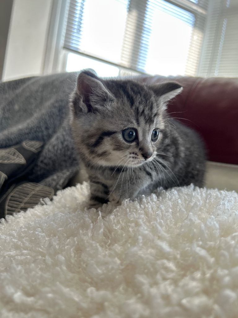 BSH Male Grey stripped tabby & chocolate fluffy tabby female 