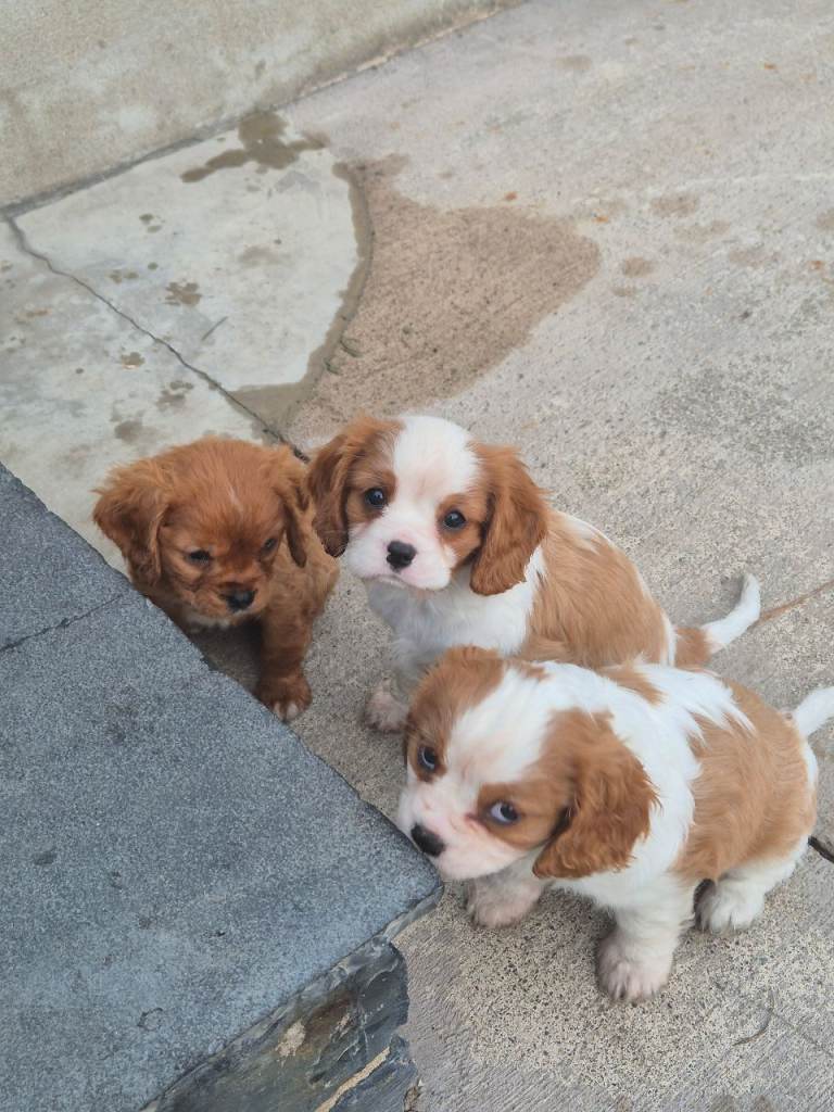 King Charles Caviller Pups For Sale