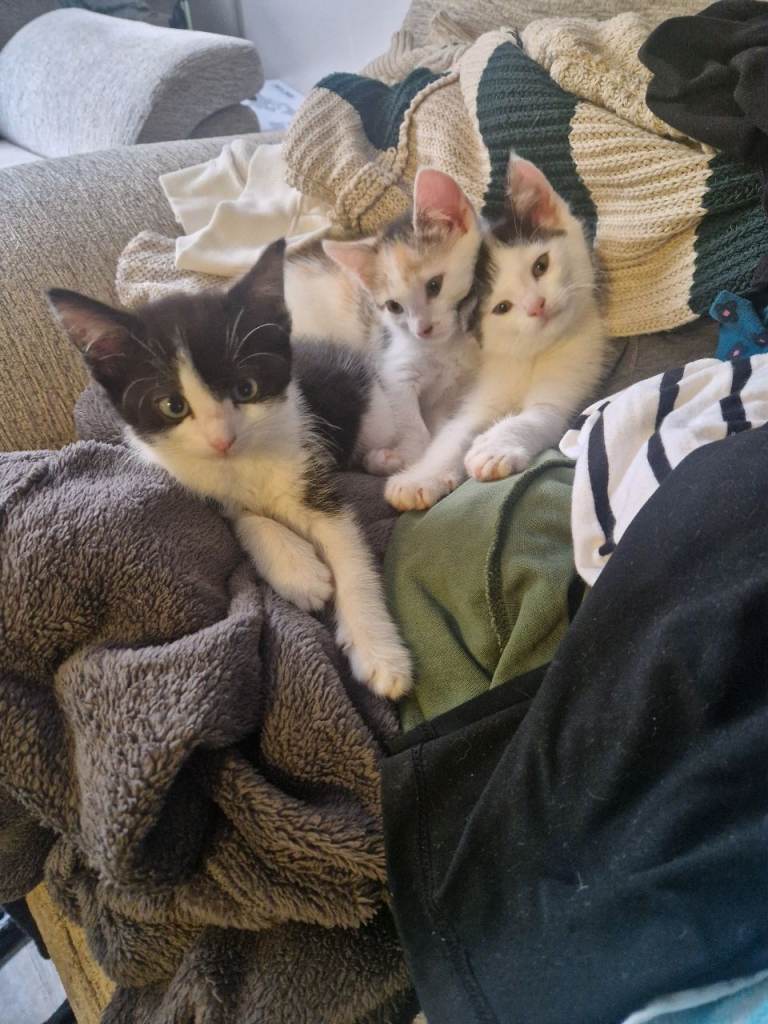 Stunning kittens ready now! 3 left!