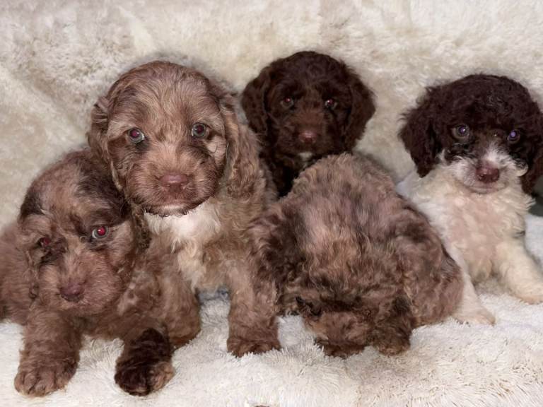 Cockapoo puppys 