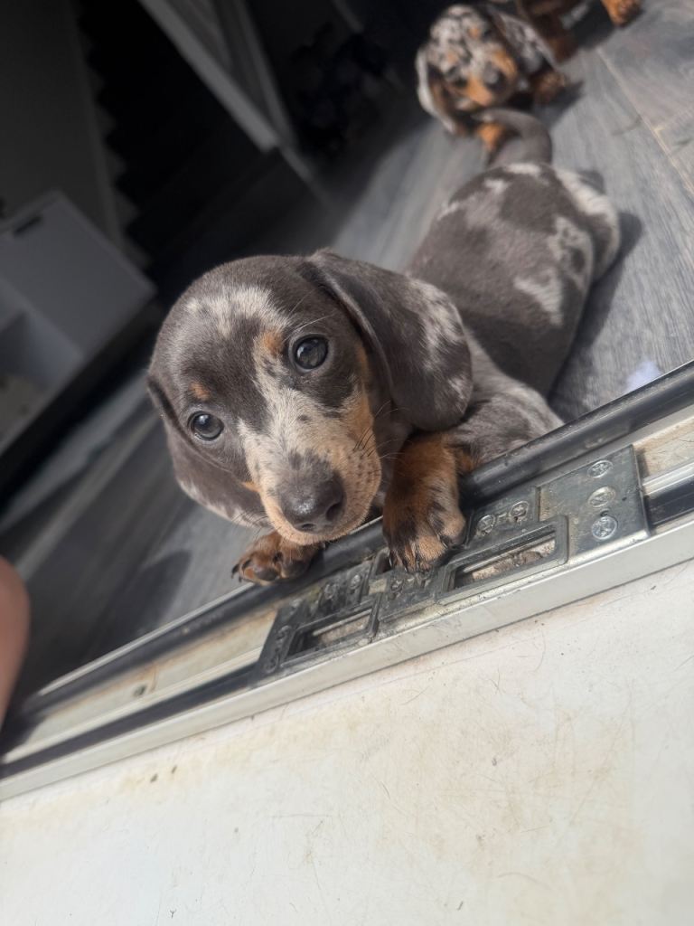Pedigree registered miniature dachshunds