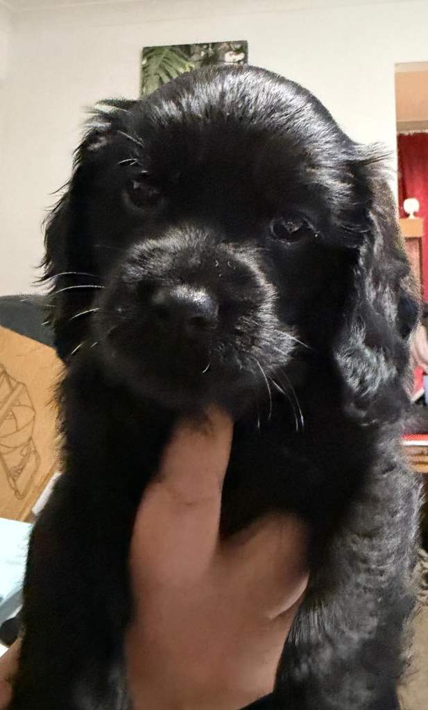 Ready to go We have 2 Male Cockalier spaniels