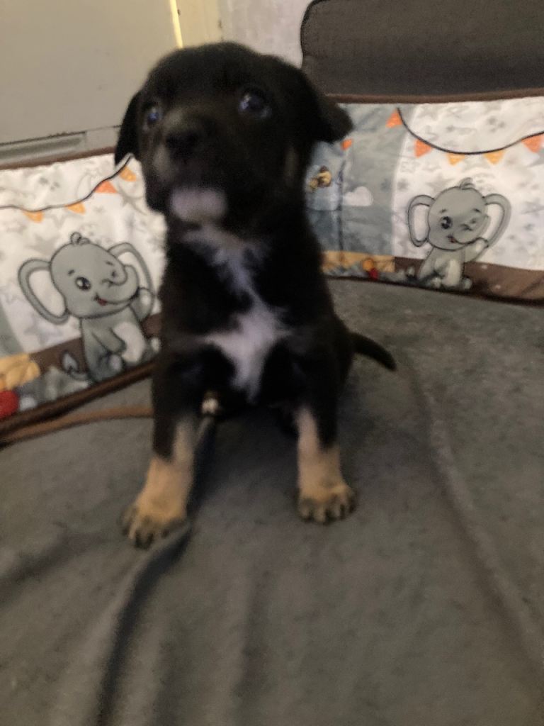 French Bulldog x German Shepherd puppies 