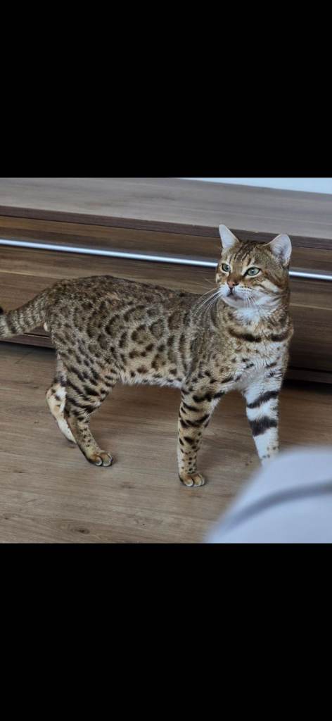 Stunning brown tica registered bengal boy