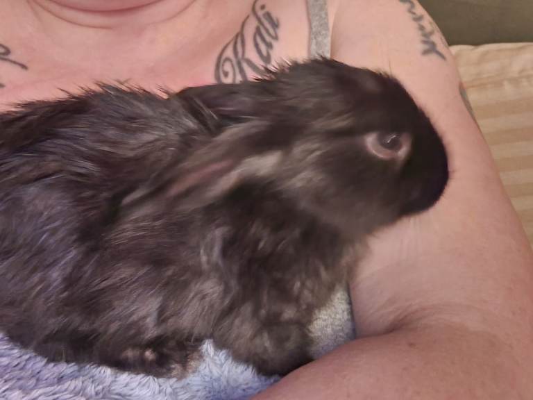 Male rabbit. Fully vaccinated. 