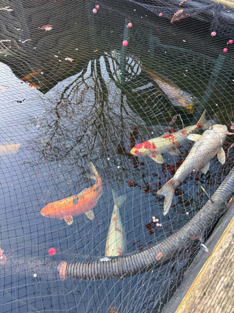 Koi fish 