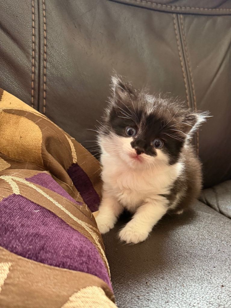 Kitten( mum Turkish angora)