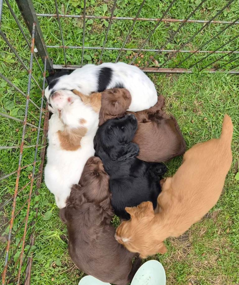 Cocker spaniel puppies