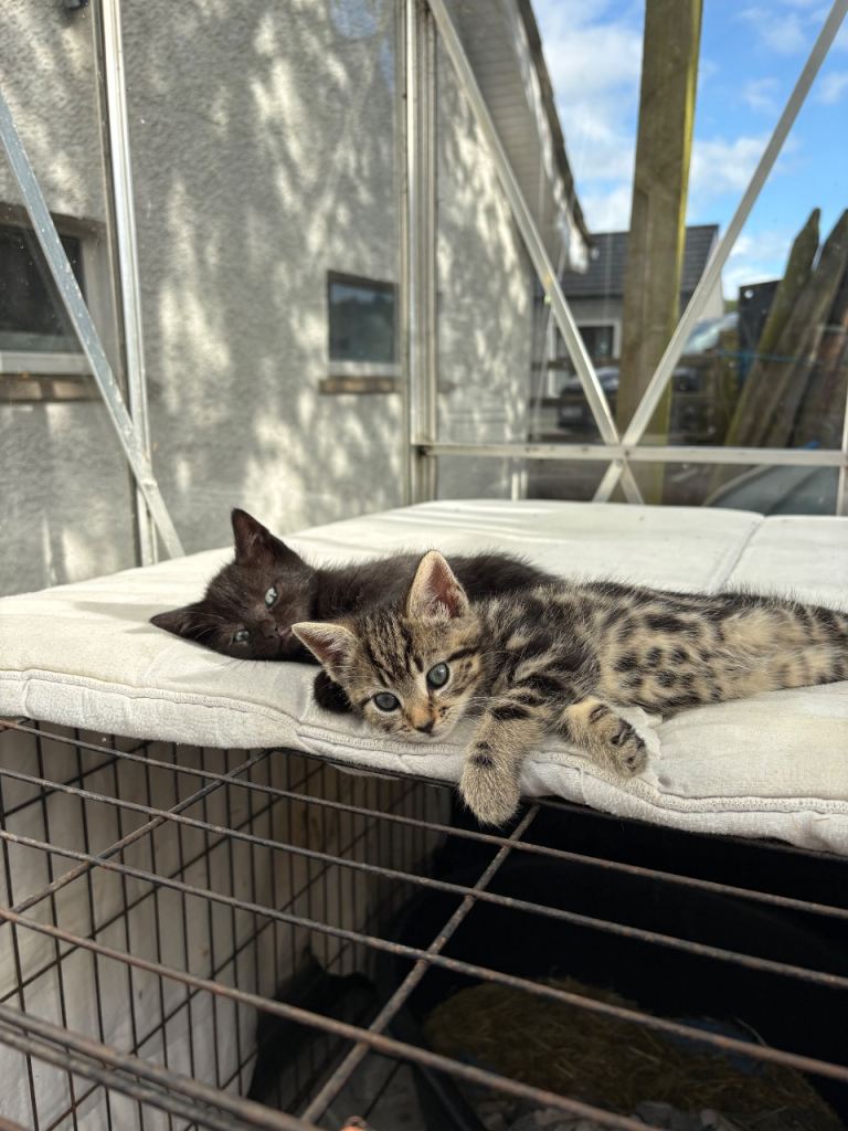 Kittens