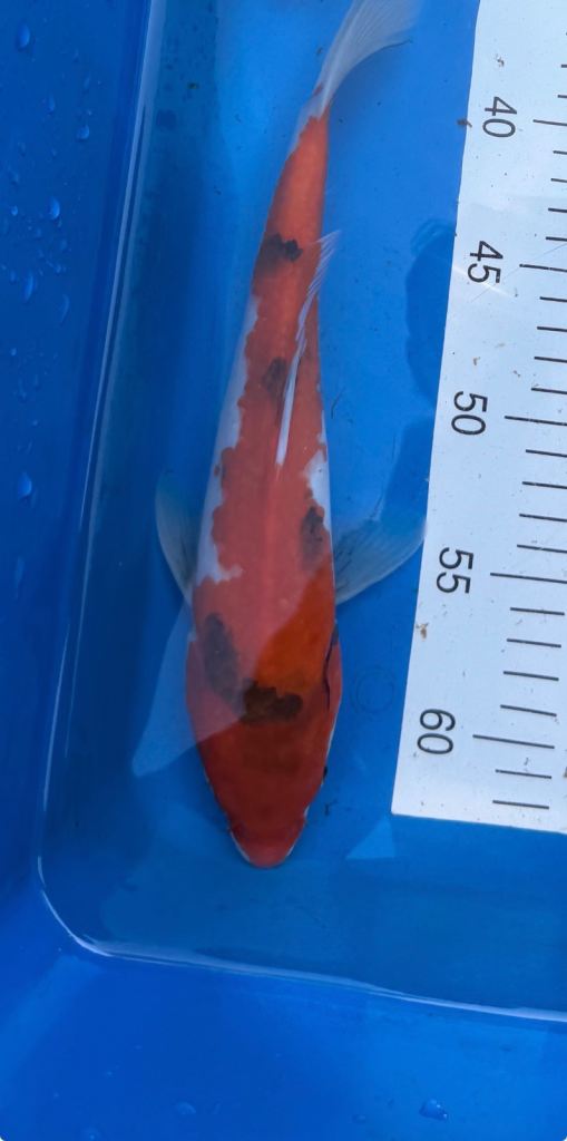 Koi for sale 