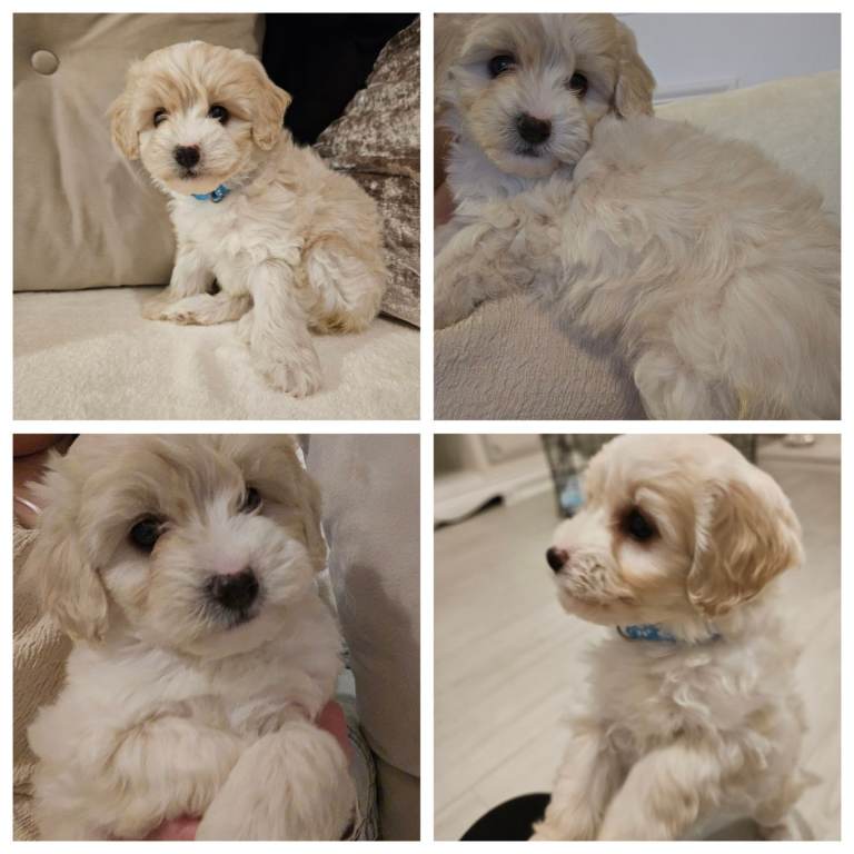 Shihpoo puppies for sale 