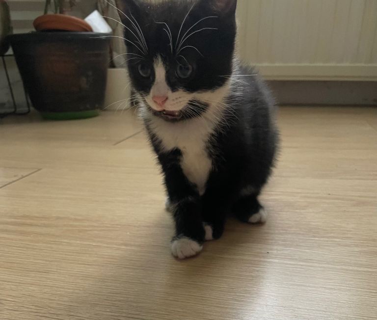 Two Felix kittens in London 