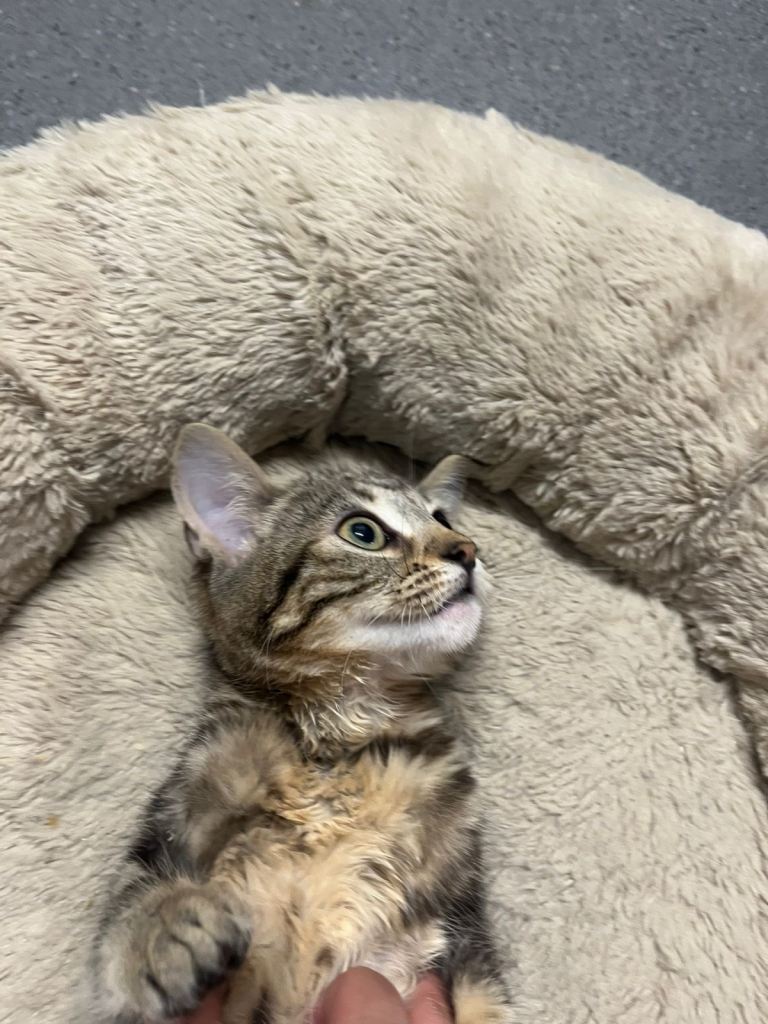 Adorable Mixed breed 12 week old kitten  looking for a forever loving home 