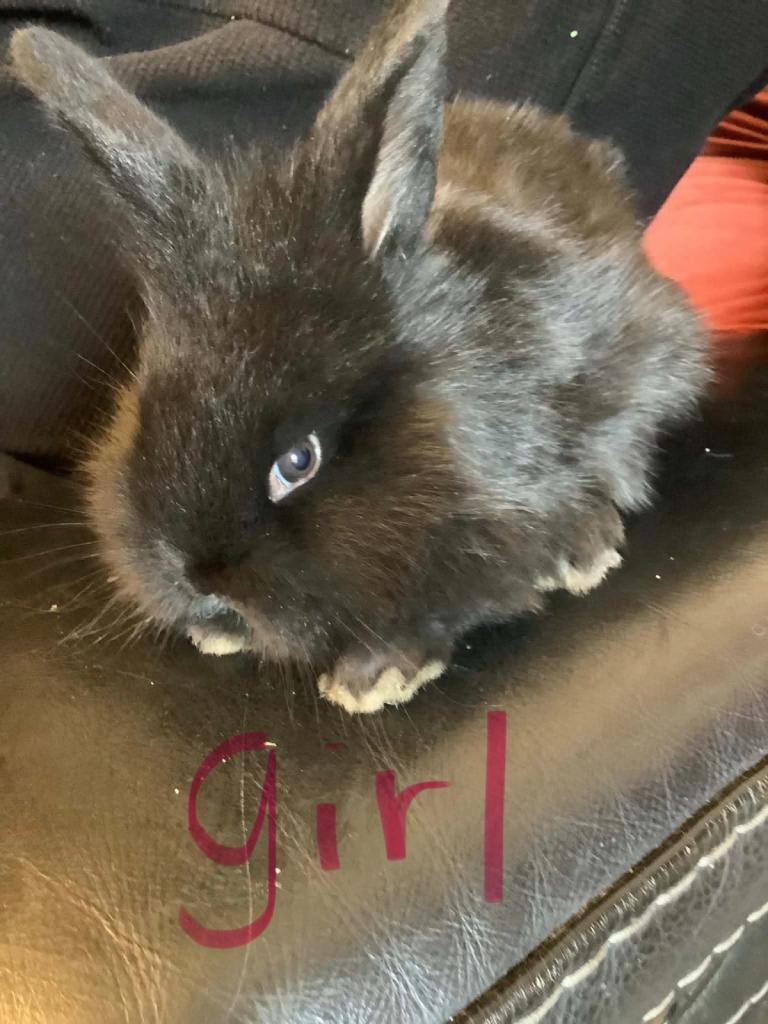 Mini lop baby bunnies