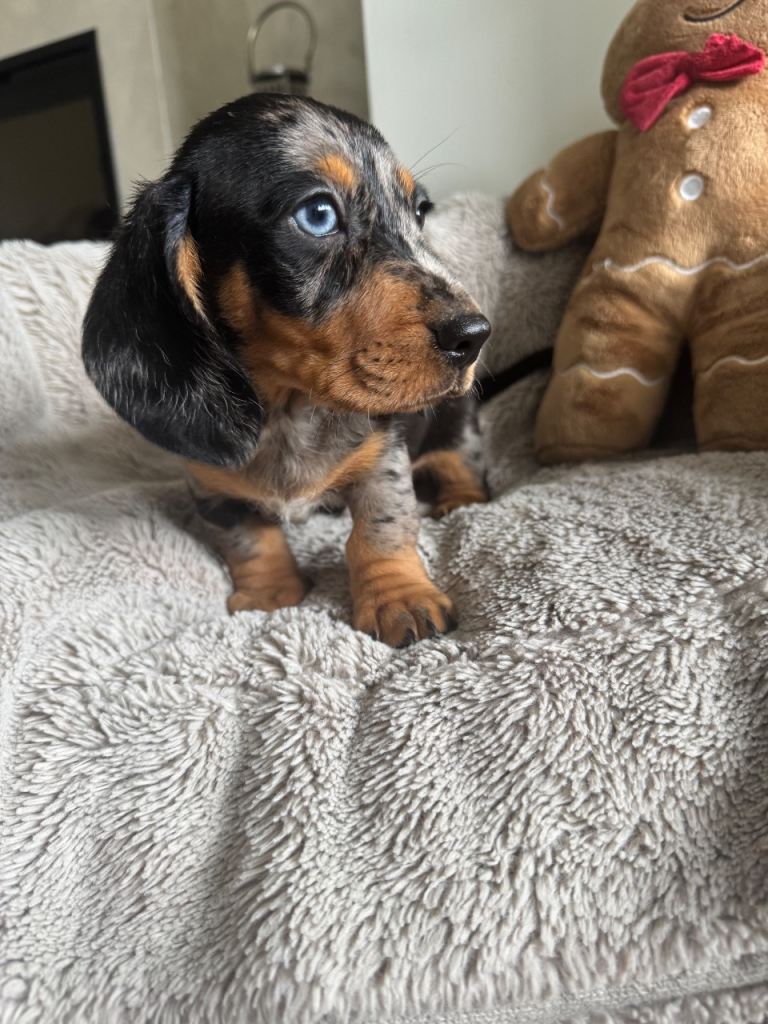 Miniature dachshund 