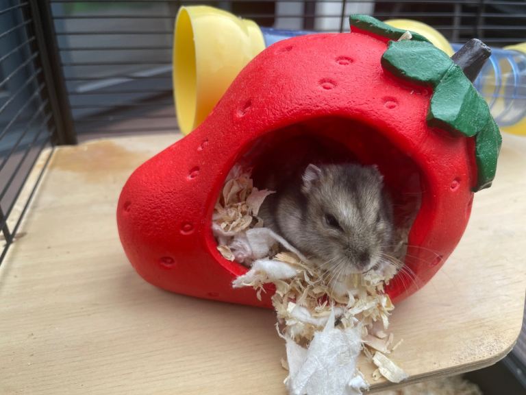 Hamster & Cage for sale!