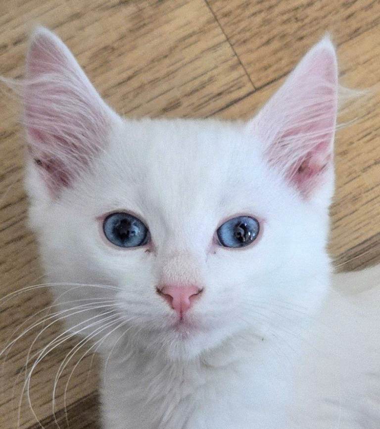 Lovely white kittens 
