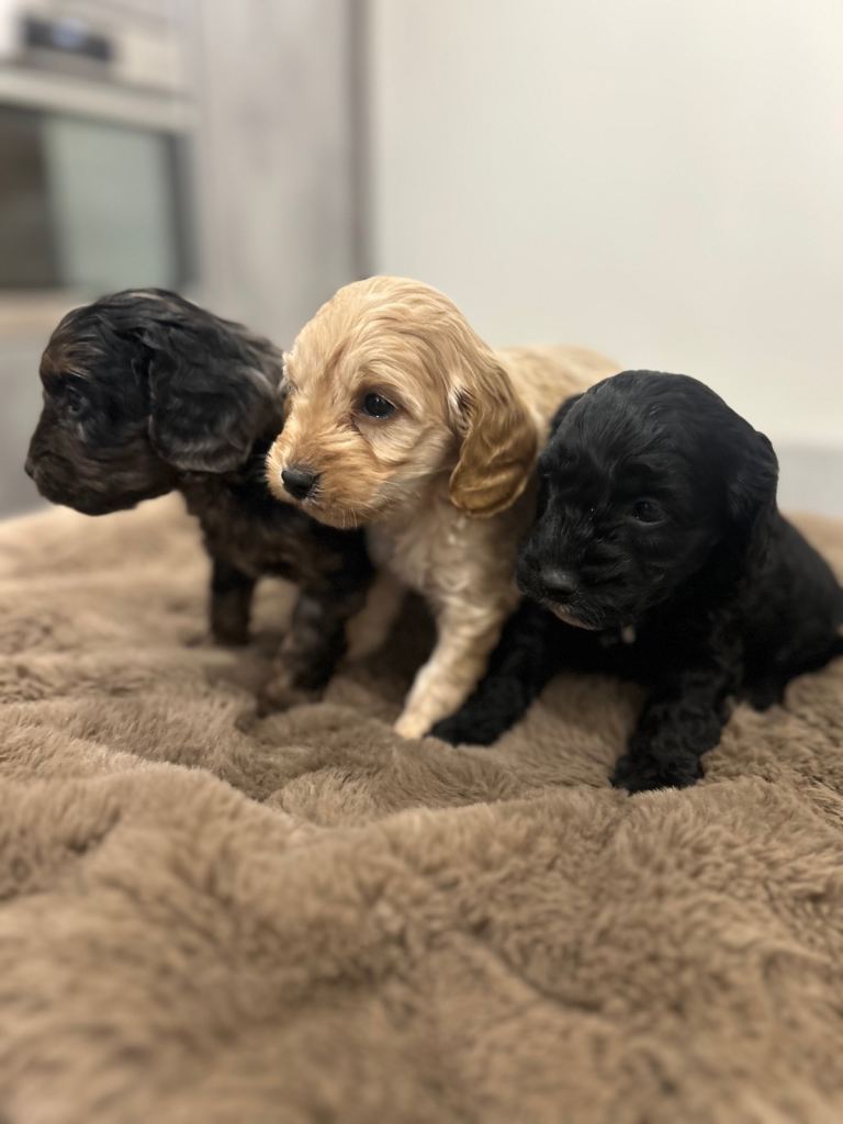 Cavapoo puppies 
