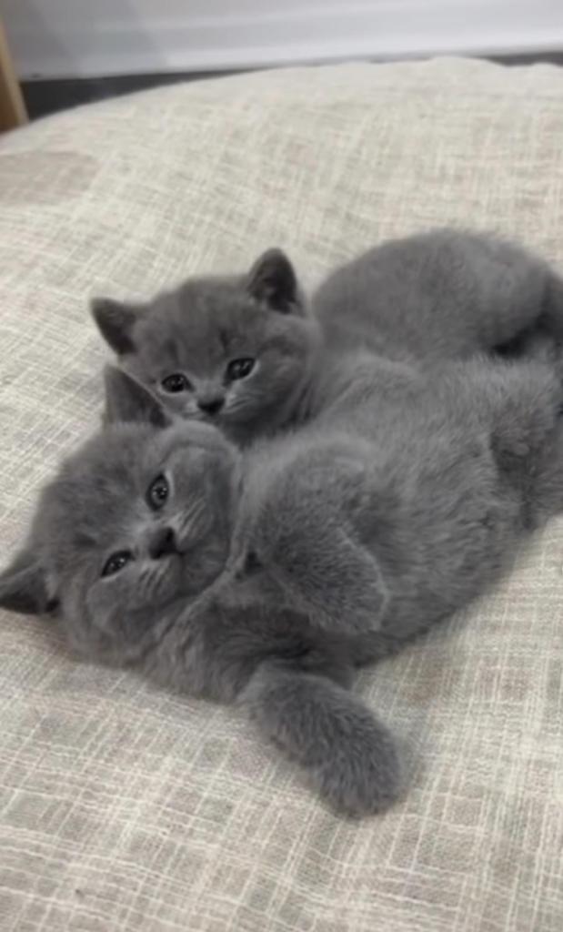 Lovely blue kittens 