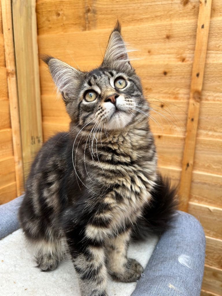 6 month old Maine coon kitten