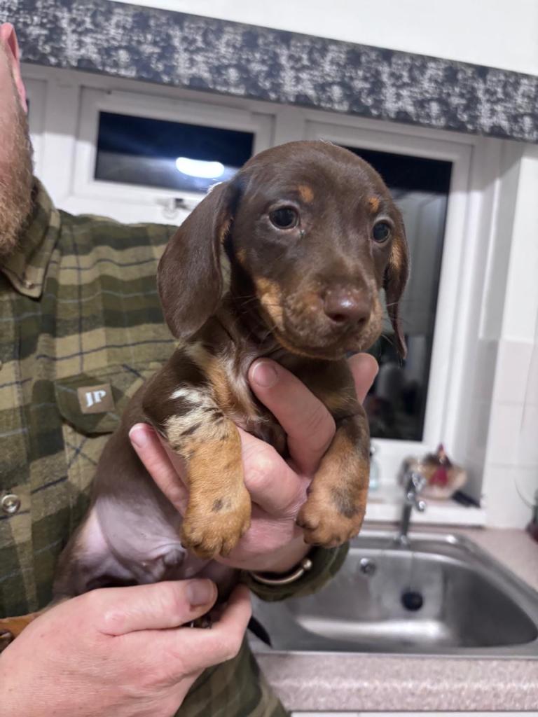 Dachshund Puppies (miniature)