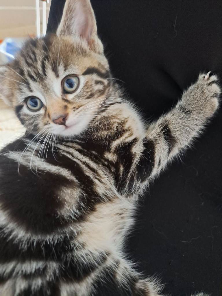 Kittens  for sale