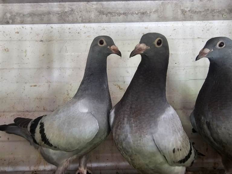 30 racing youngsters pigeons