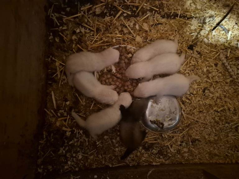 Ferrets