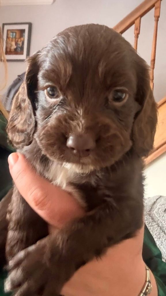 Cocker spaniel pups