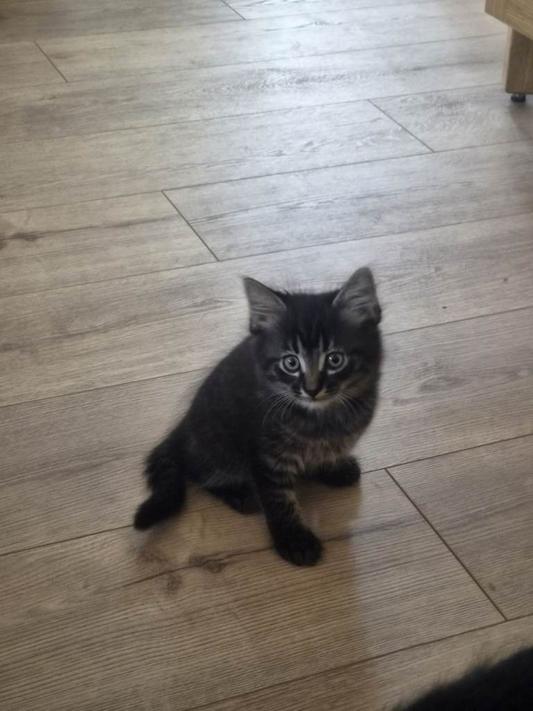 6 beautiful kittens mix litter 