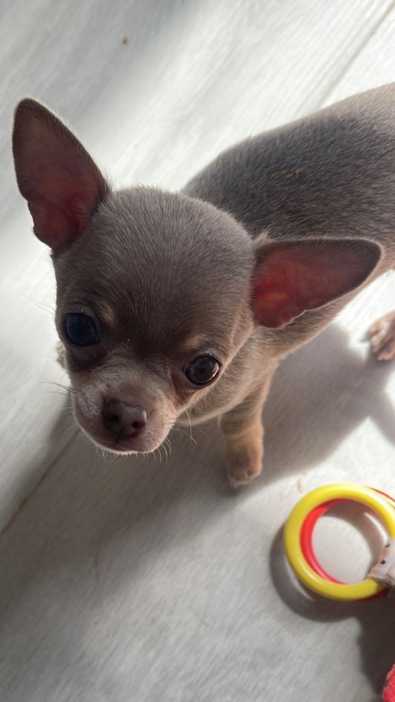 Chihuahua puppy lilac boy