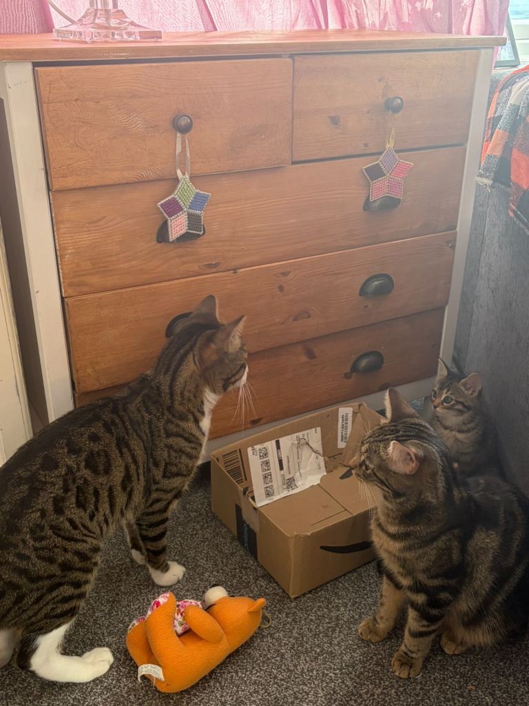 Bengal and Tabby mixed breed kittens. 