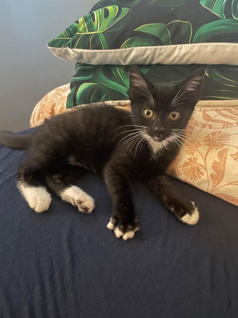 Kitten for sale 