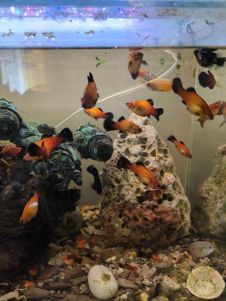Orange platys, Molly s, fresh water shrimp 