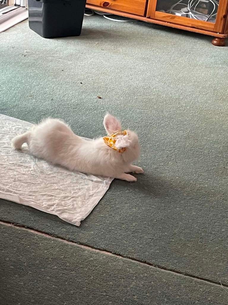 Bunny for sale 