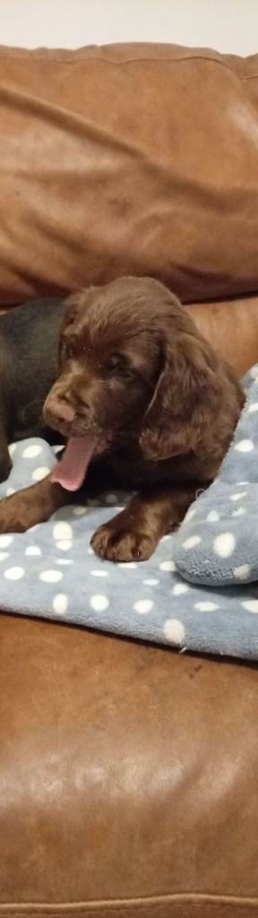 4 month old sprocker cross