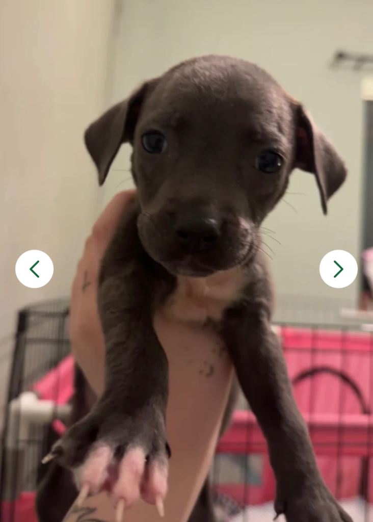 1 male 1 female mix breed available