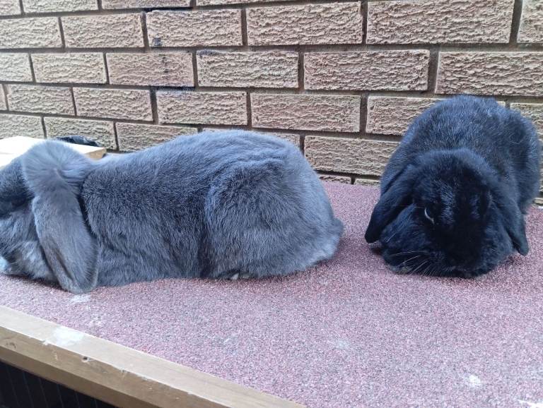 2 mini lop brothers - gentle neutered 