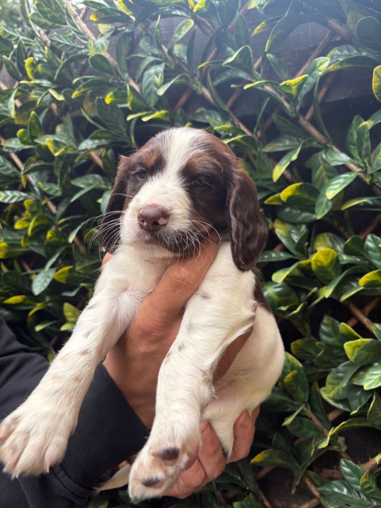 Springer Spaniels 