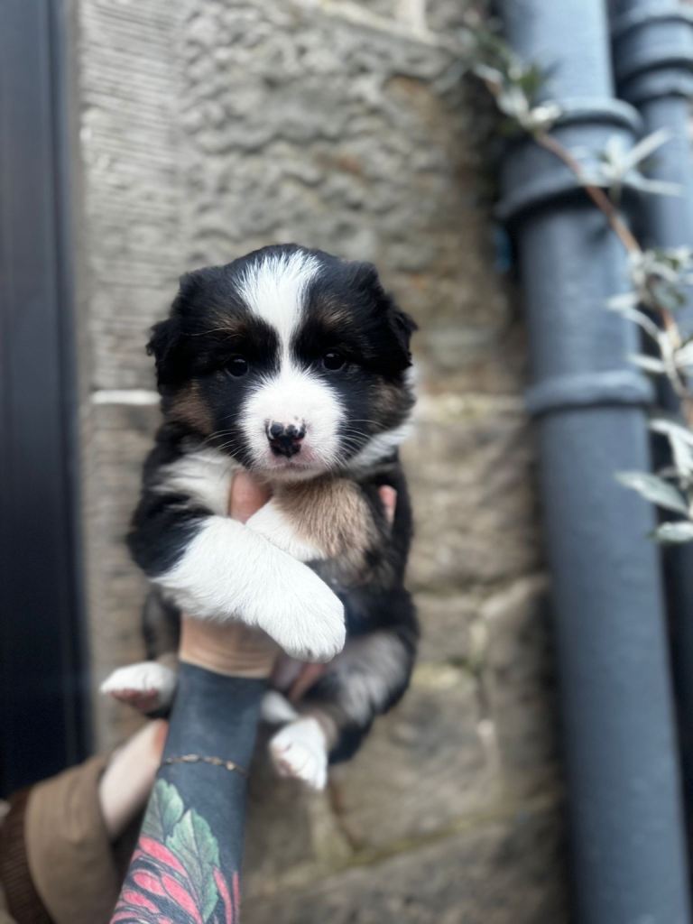 Tri-Coloured Border Collie Puppies 