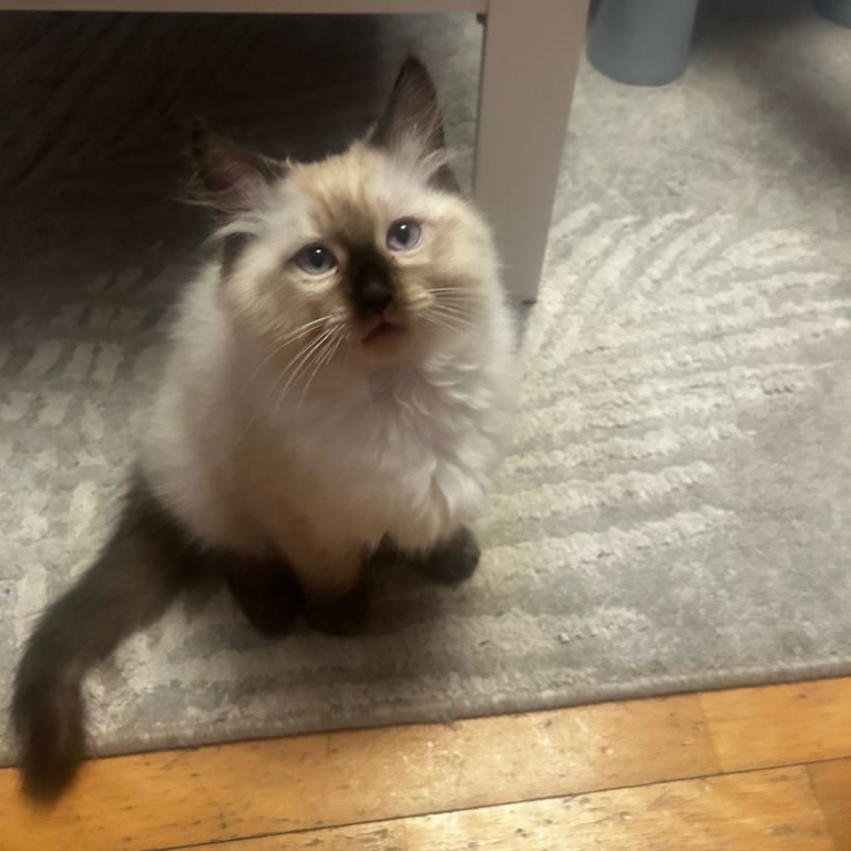 😻Beautiful Purebred Ragdoll Kittens 😻