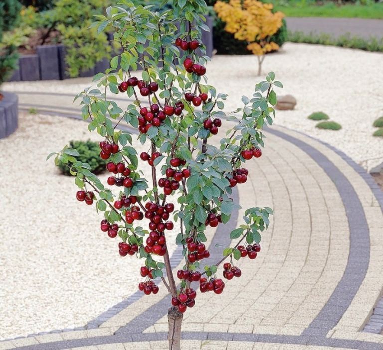 Cherry kordia 