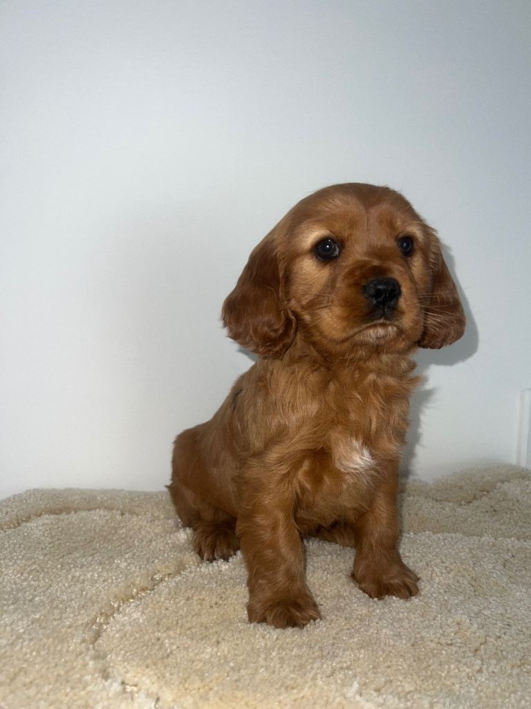 Show type spaniel 