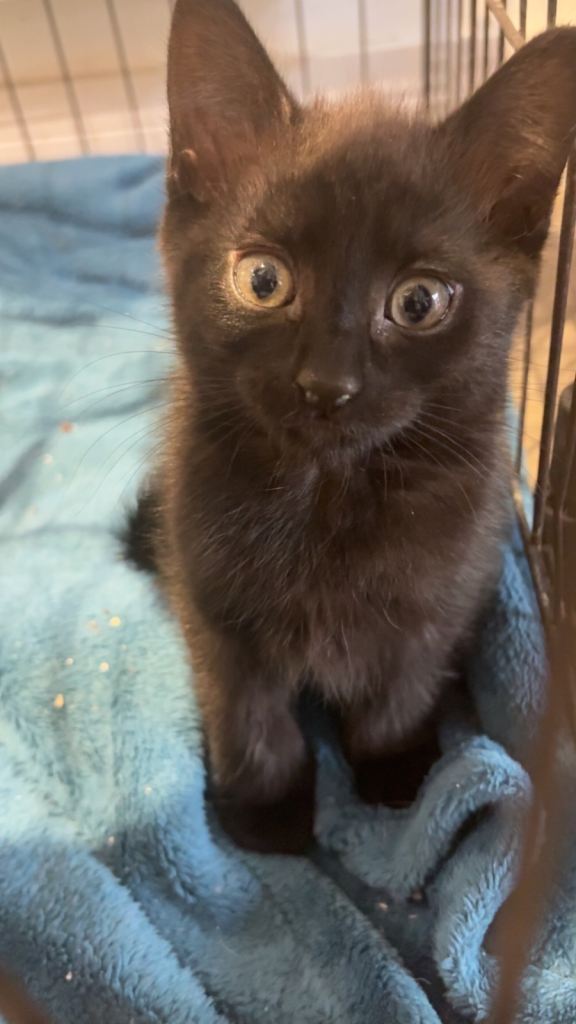British shorthair mix