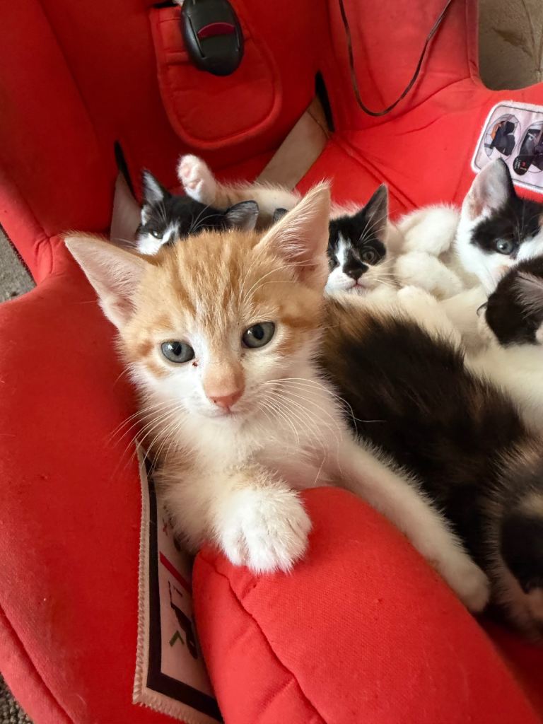 Kittens for sale