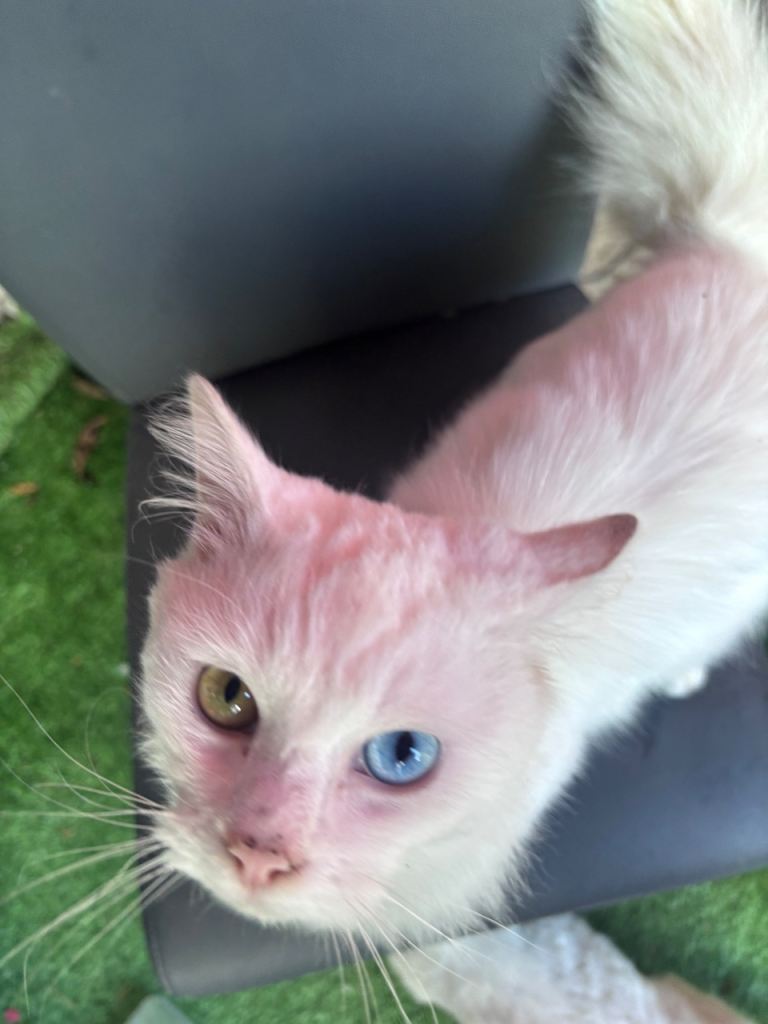 Kittens for sale
