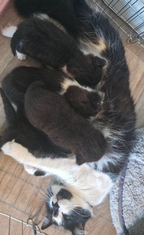 image for 3 kittens for sale