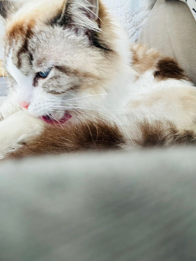 Pure ragdol kitten
