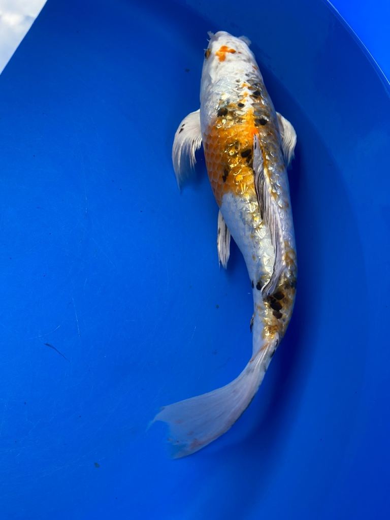 Multiple koi for sale + donation 