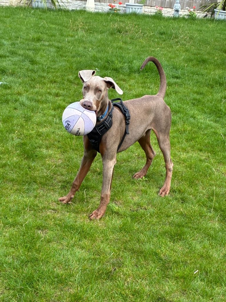 7 month old fawn Doberman 
